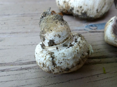 Agaricus bitorquis stipe